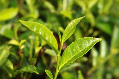 Using Tea Leaves: Compost and Fertilizer Benefits