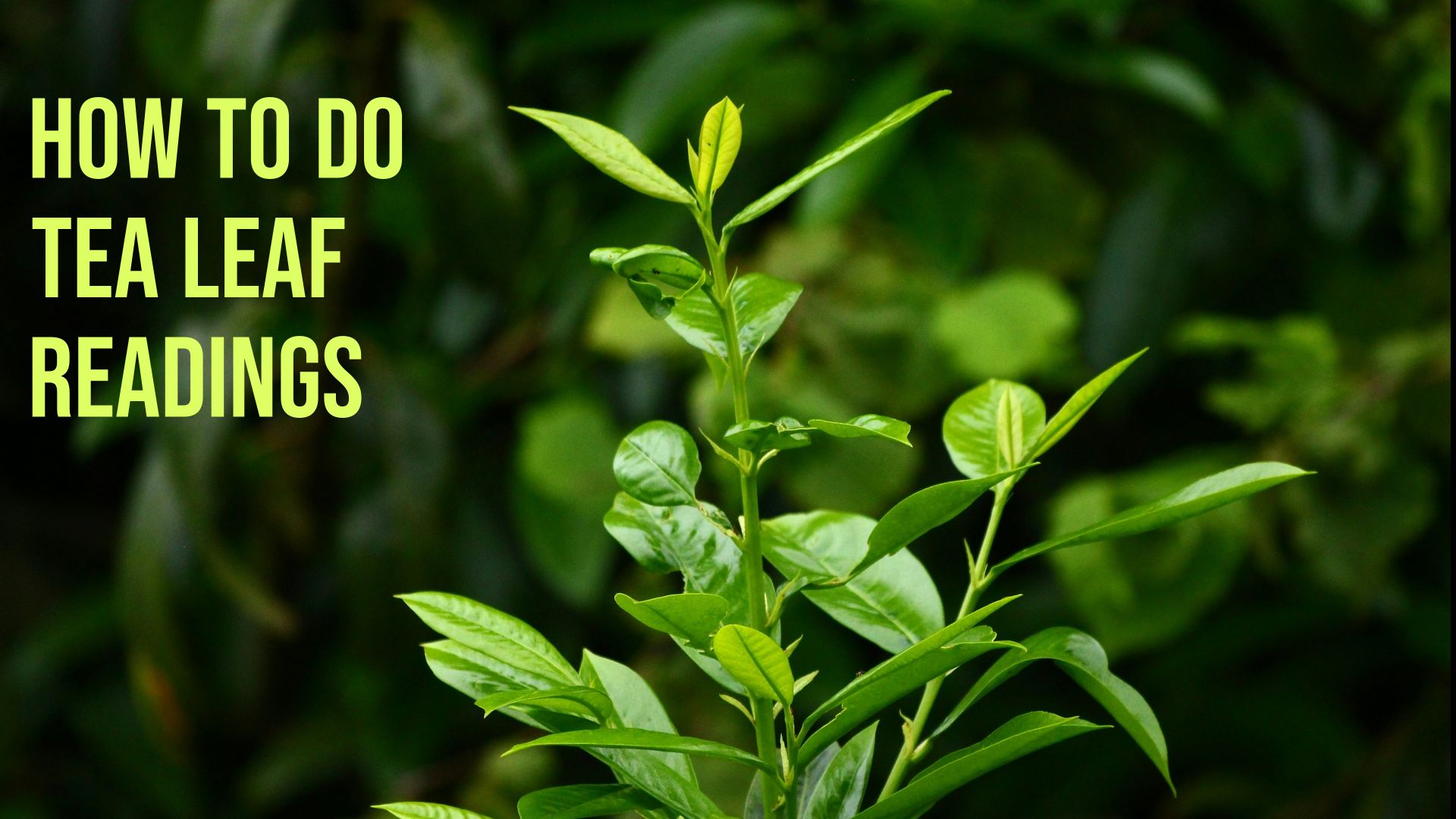 How to Do Tea Leaf Readings